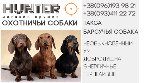 Такса - верная и преданная собака - Zbroya.biz | Статьи. Магазин оружия  HUNTER