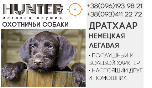 Дратхаар или немецкая легавая - универсальная охотничья собака