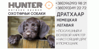 Дратхаар или немецкая легавая - универсальная охотничья собака